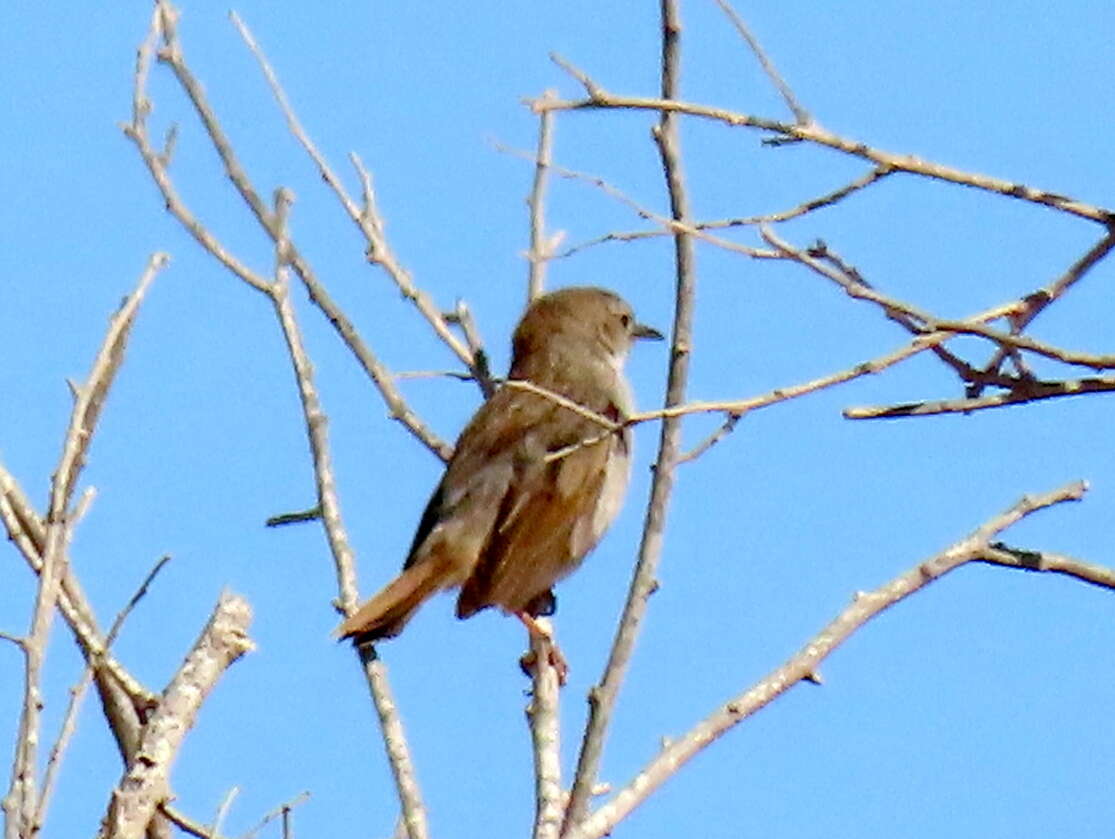 Sivun Cisticola subruficapilla namaqua Lynes 1930 kuva