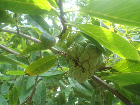 Imagem de Annona squamosa L.