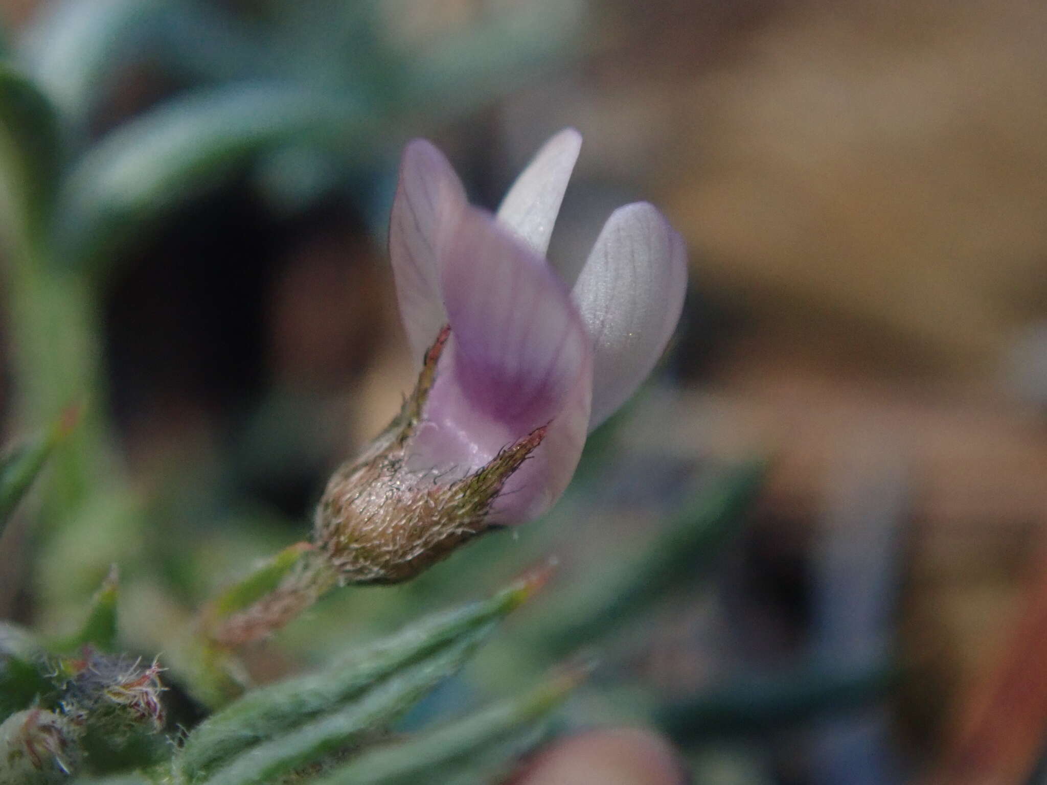 Image of spiny milkvetch