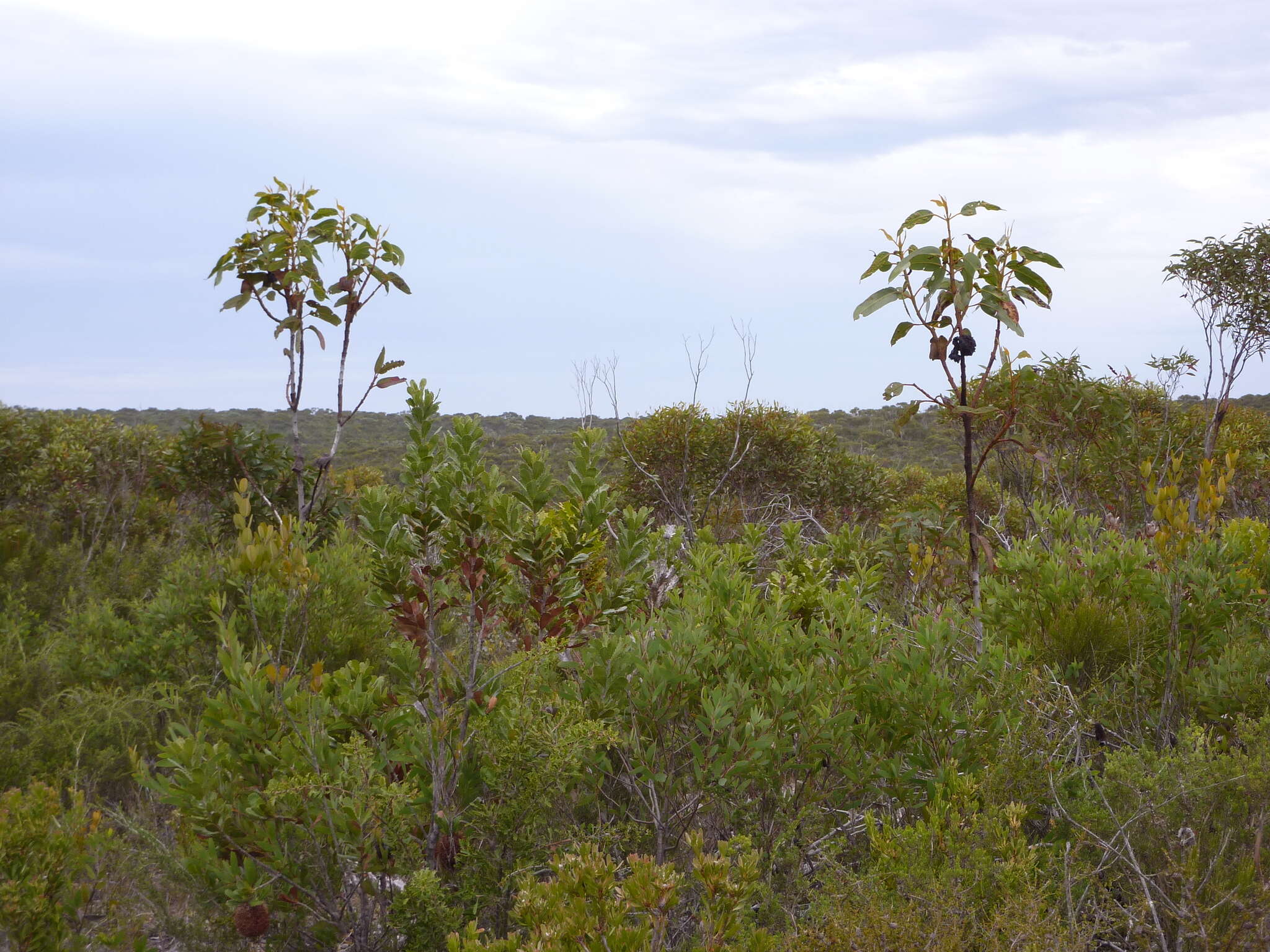 Imagem de Eucalyptus brandiana Hopper & Mc Quoid
