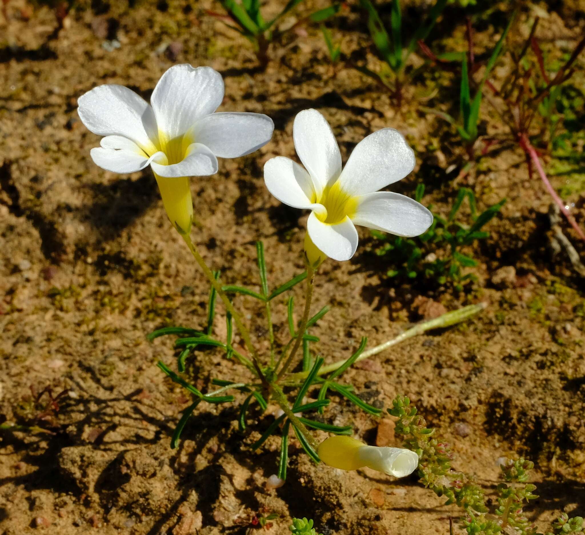 Sivun Oxalis fragilis Salter kuva