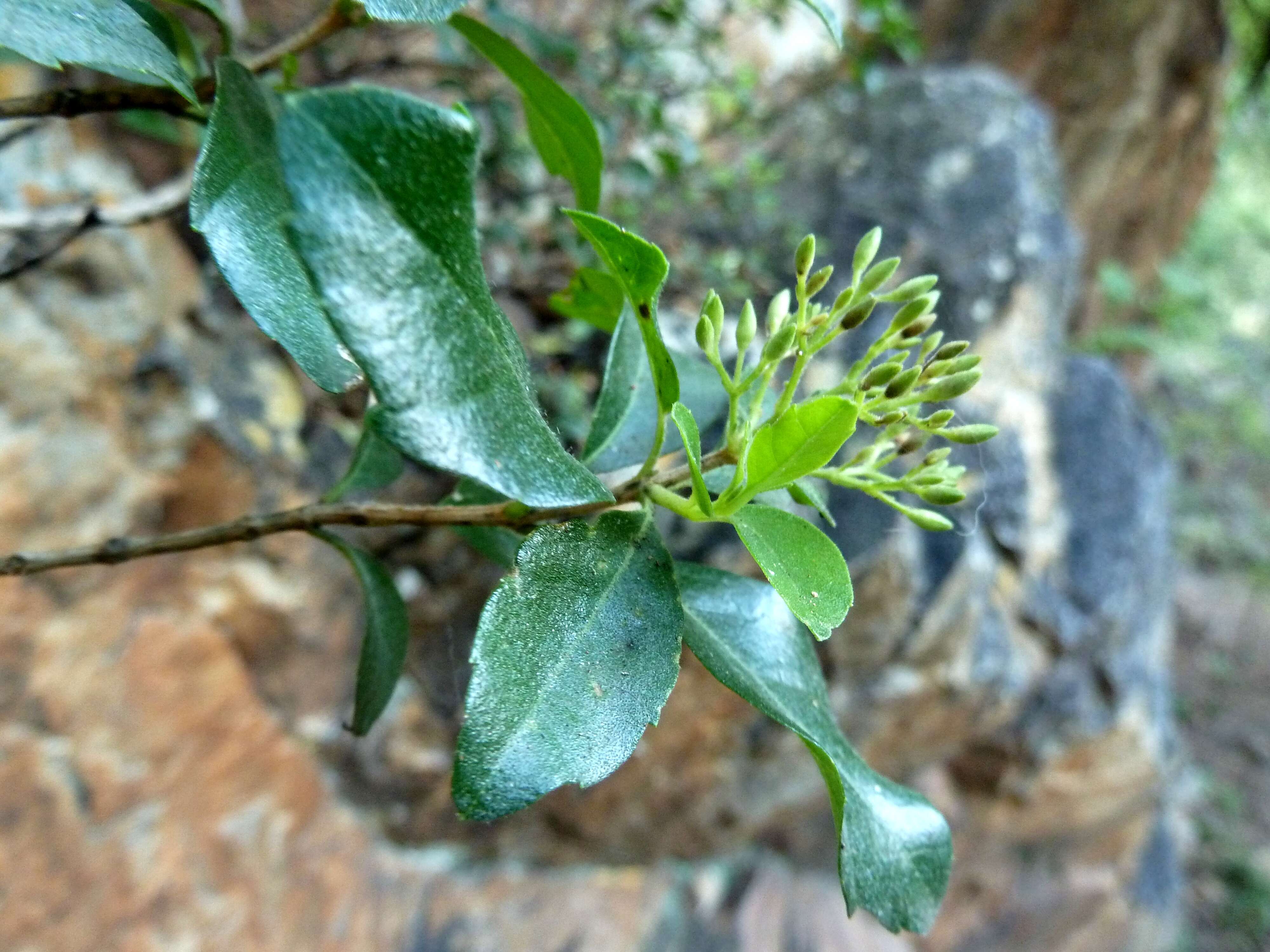 صورة Nuxia congesta R. Br.