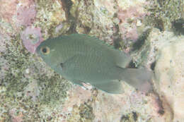 Image of Blue-green damselfish