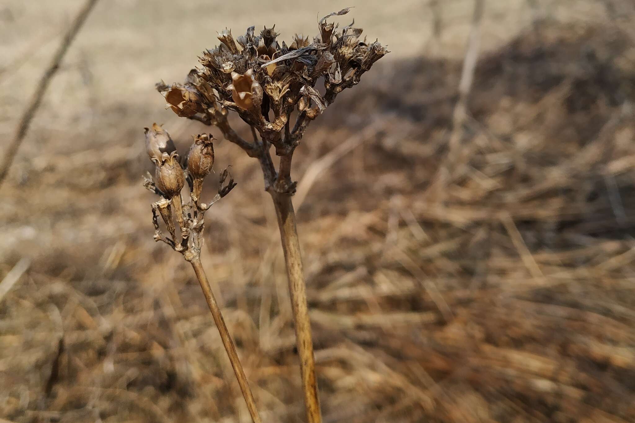 صورة Silene chalcedonica (L.) E. H. L. Krause