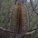 Sivun Banksia plagiocarpa A. S. George kuva