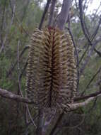 Image of blue banksia