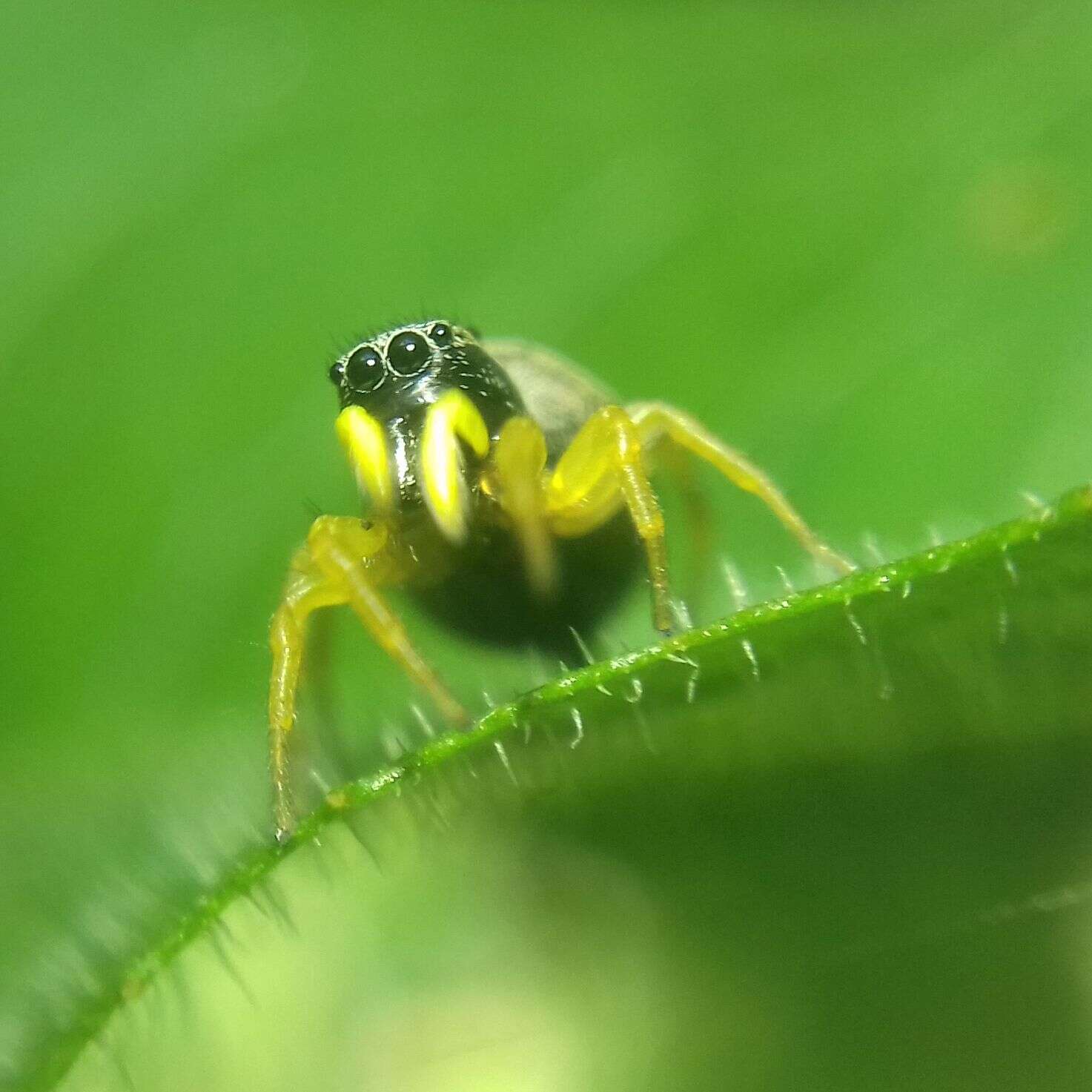 Image of Heliophanus flavipes (Hahn 1832)