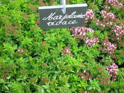 Image of oregano