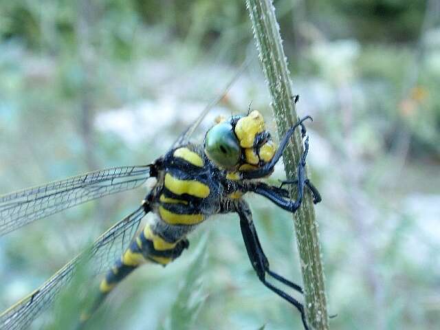 Image of golden-ringed dragonfly