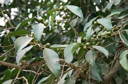 Imagem de Ficus benjamina L.