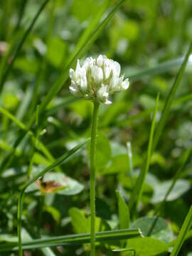 Image of white clover