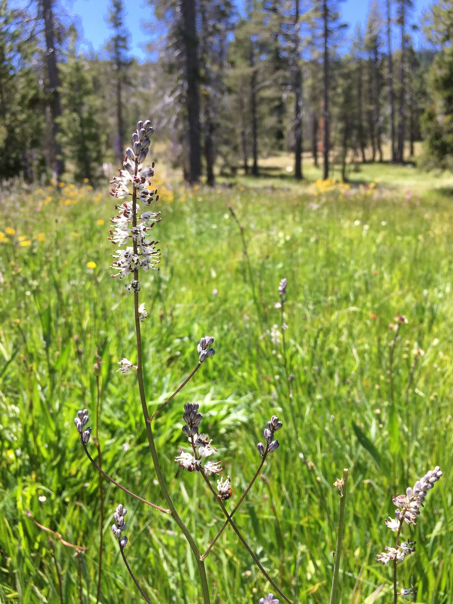 Image of white rushlily