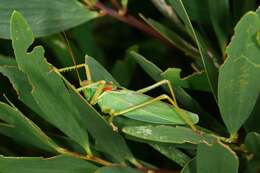 Image of Terpandrus calperum Rentz & D. C. F. 2001