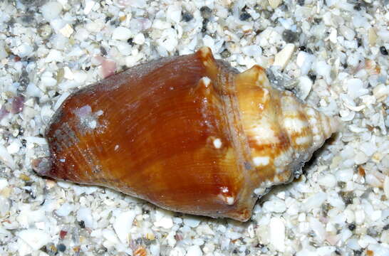 Image of Florida fighting conch