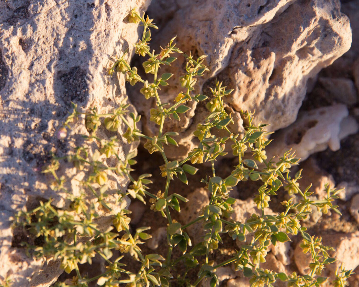 Image of Fagonia chilensis Hooker & Arnott