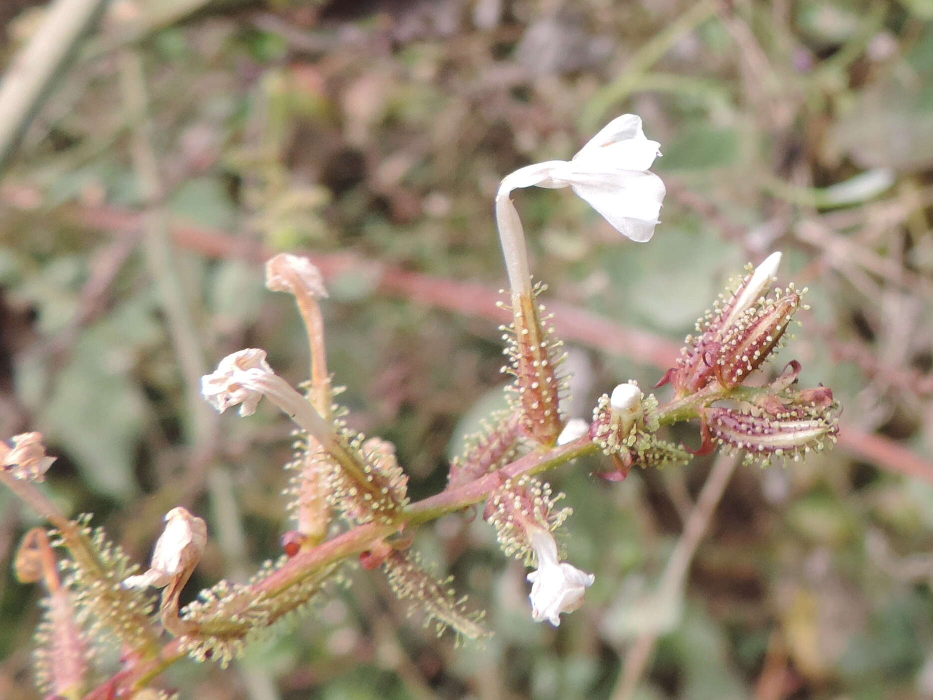 Image of wild leadwort