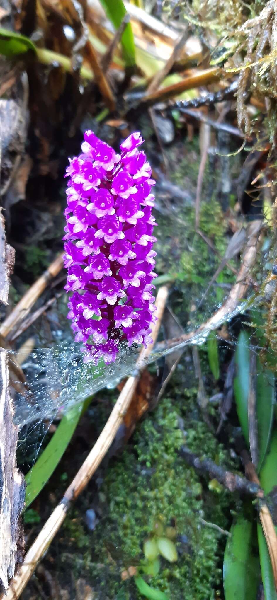 Imagem de Arpophyllum giganteum subsp. medium (Rchb. fil.) Dressler