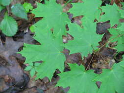 Image of Florida maple