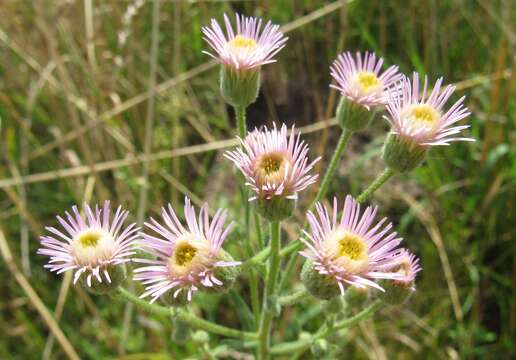 Plancia ëd Erigeron acris subsp. podolicus (Bess.) Nym.