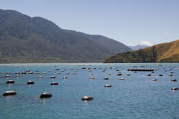 Image of New Zealand greenshellTM