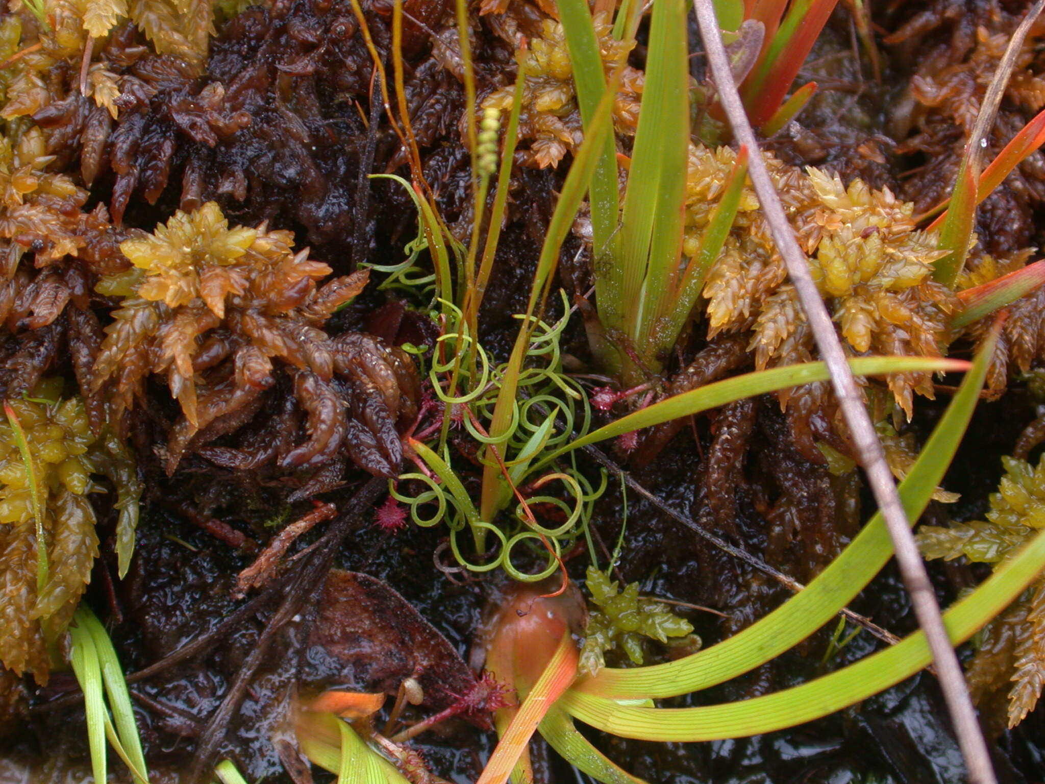 Image of little curlygrass fern