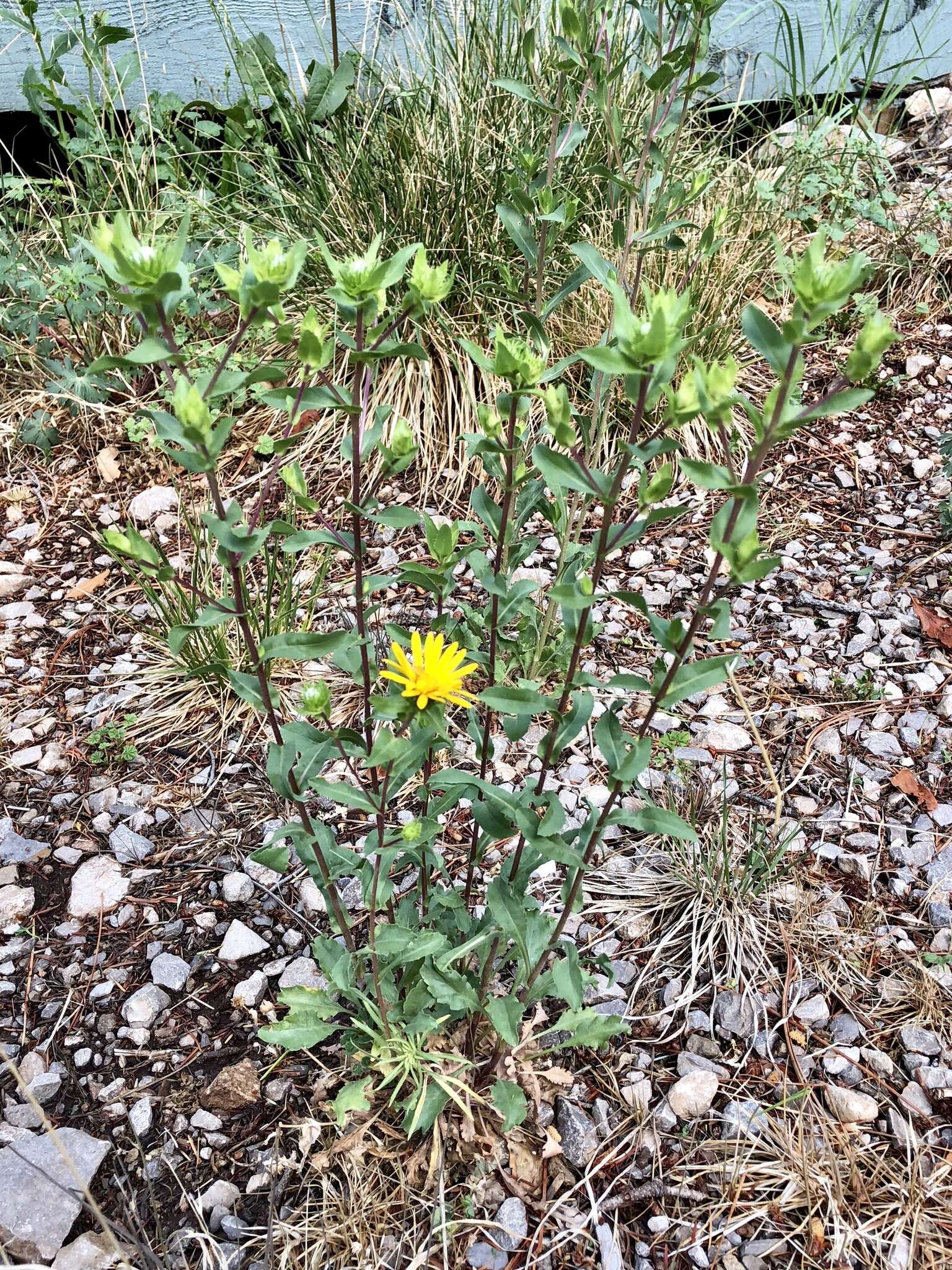 Image of rough gumweed