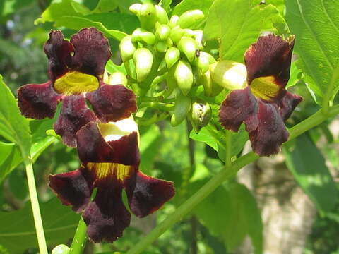 Image of Bean-tree