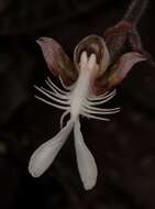 Image of Copper-glint Orchid