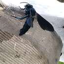 Image of Cerulean Cuckoo-Orchid Bee