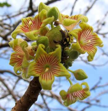 Image of African star-chestnut