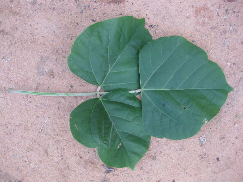 Image of Erythrina madagascariensis Du Puy & Labat