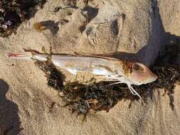 Image of Long-finned Gurnard