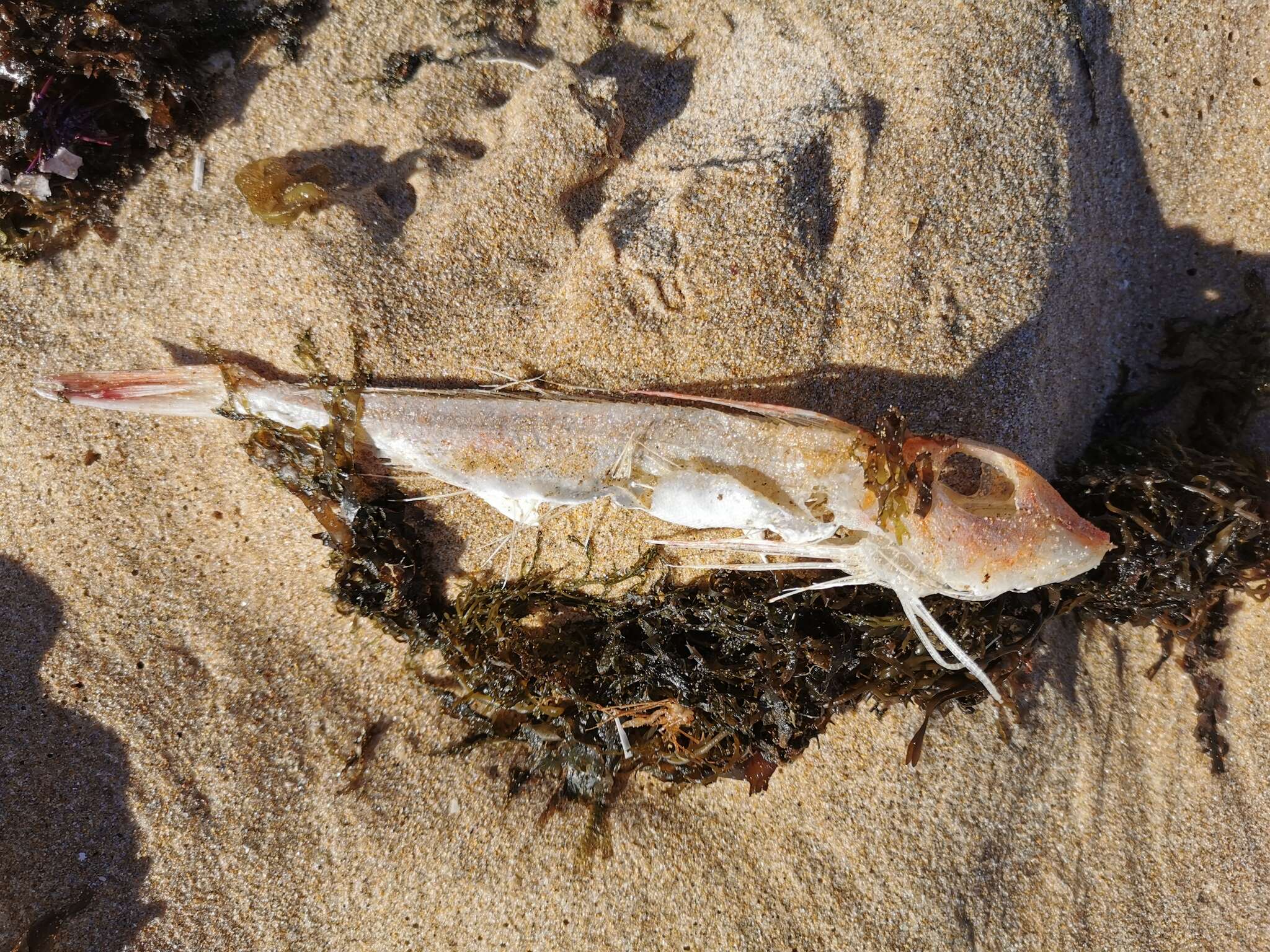 Image of Long-finned Gurnard