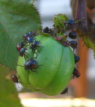 Image of bellyache bush