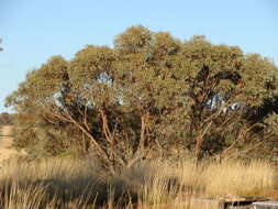 Image of Eucalyptus socialis subsp. eucentrica (L. A. S. Johnson & K. D. Hill) D. Nicolle