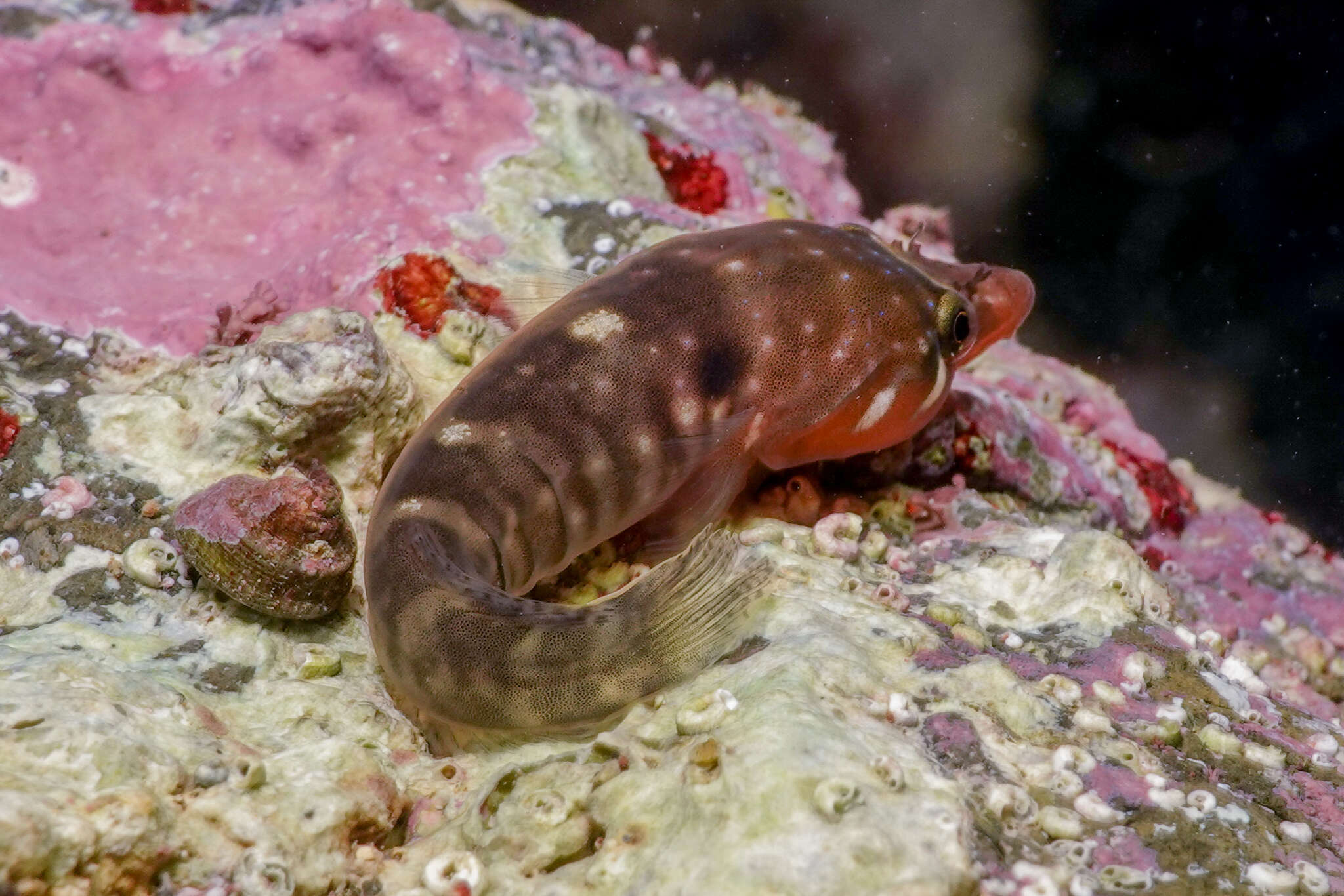 Image of New Zealand urchin clingfish