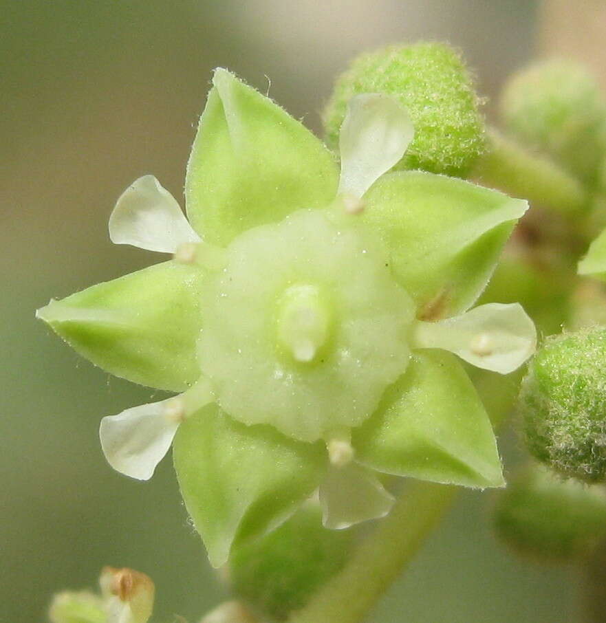 Image of Indian Jujube