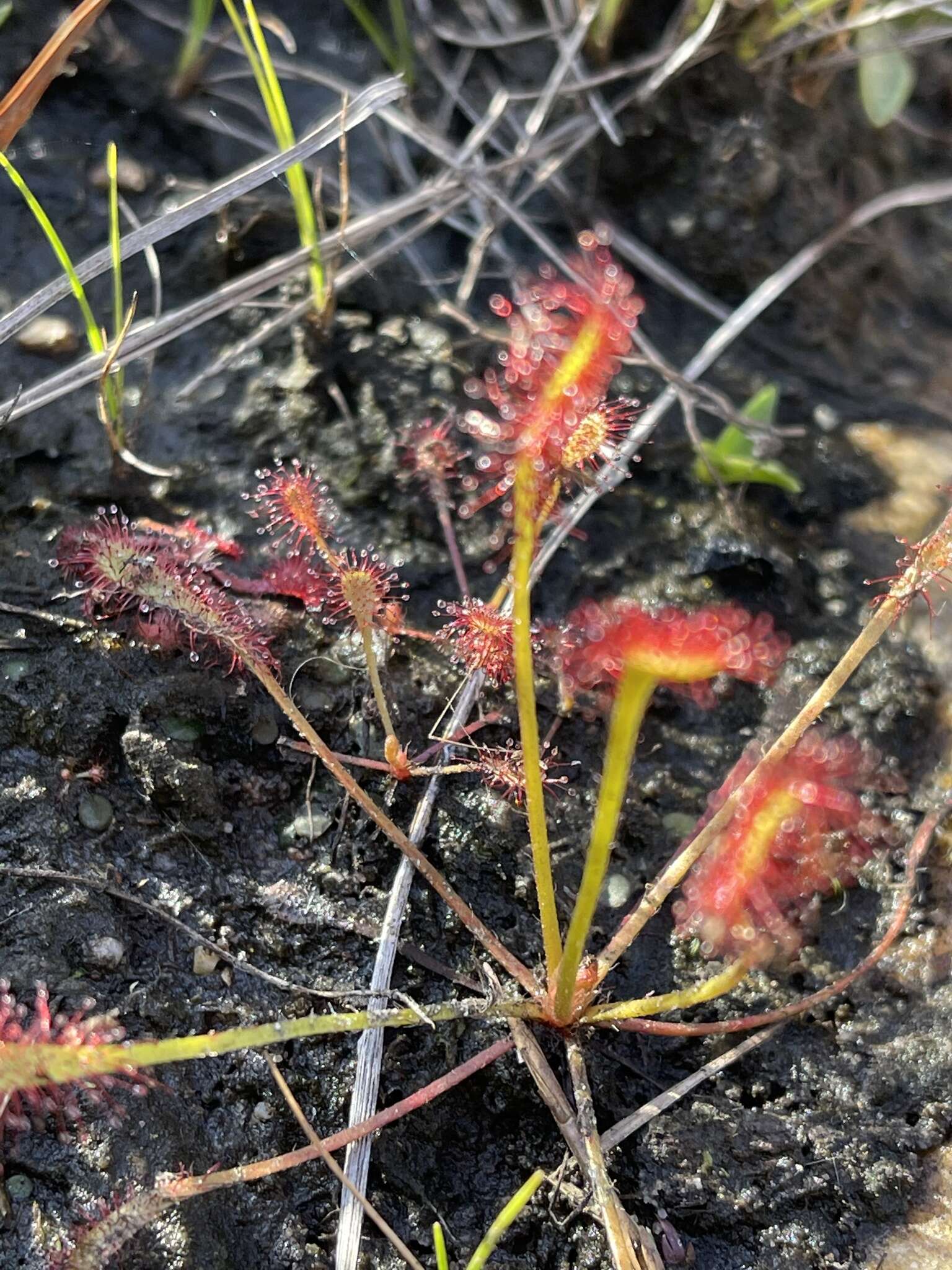 Image of Drosera nidiformis Debbert