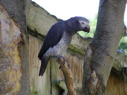 Psittacus timneh Fraser 1844 resmi