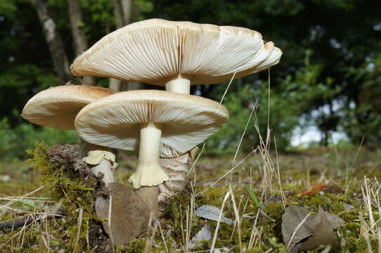 Image of Amanita spissacea S. Imai 1933