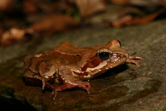 Image of Common frog