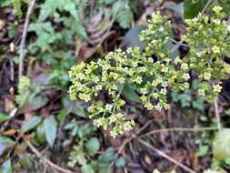 Image of Patrinia monandra C. B. Cl.