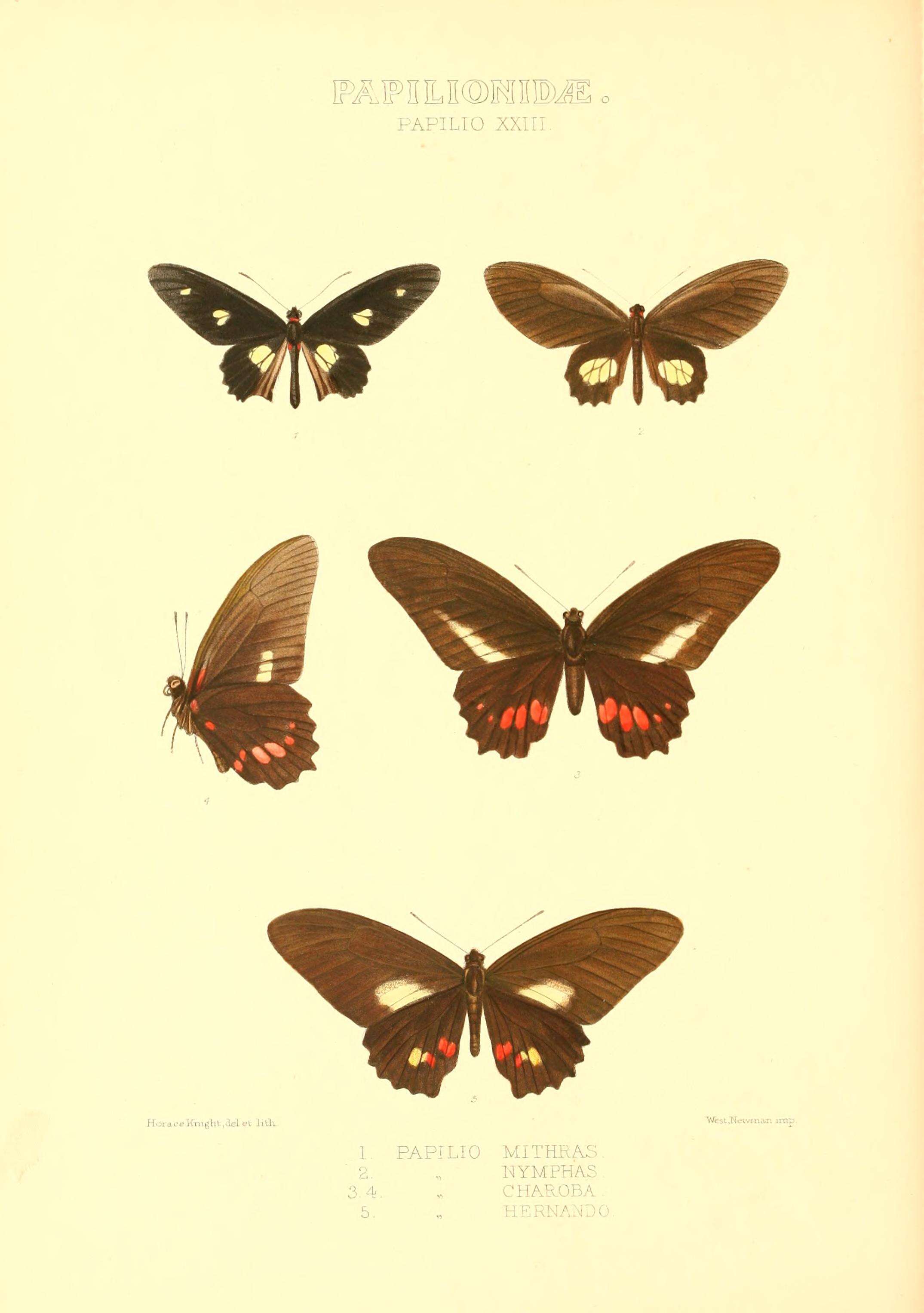 Image of Mimoides ariarathes (Esper 1788)