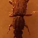 Image of Sawtoothed grain beetle