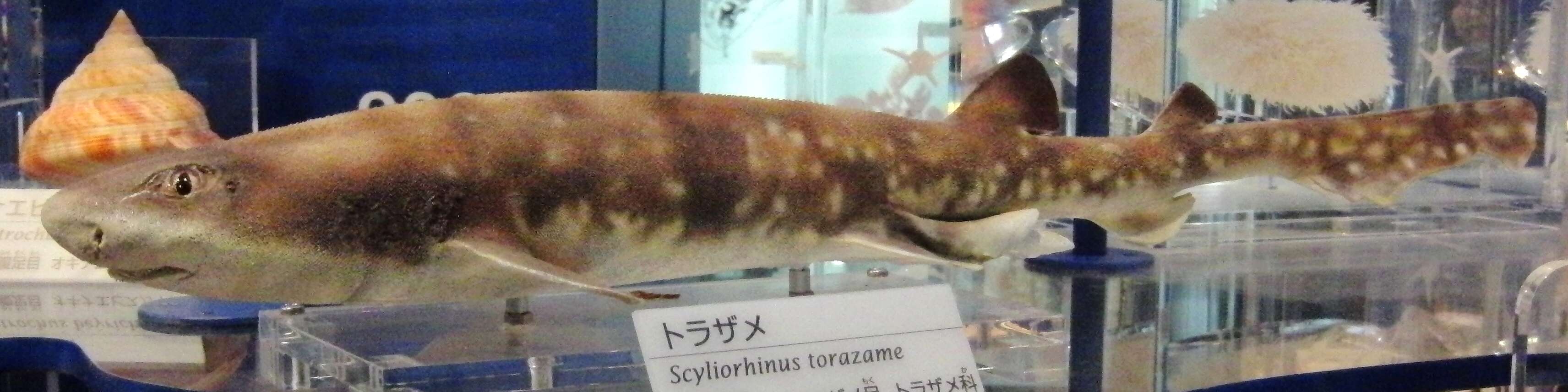 Image of Cloudy Catshark