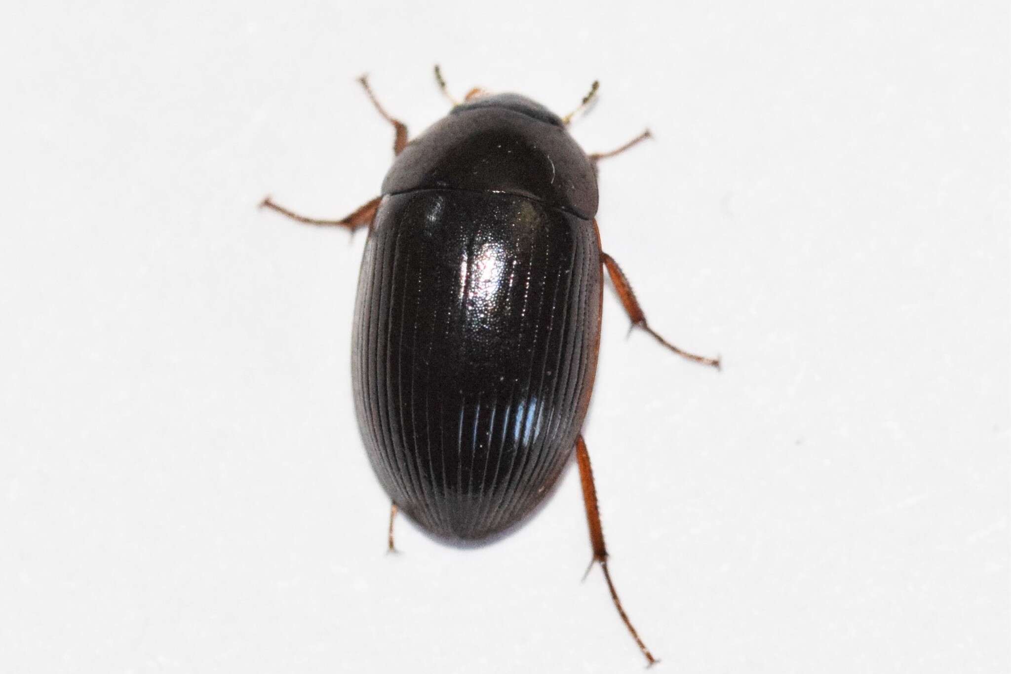 Слика од Hydrobius fuscipes (Linnaeus 1758)