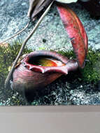 Image of Giant Malaysian Pitcher Plant