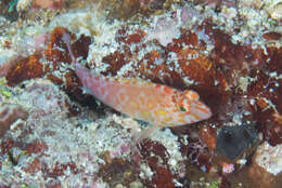 Image of Coral Hawkfish