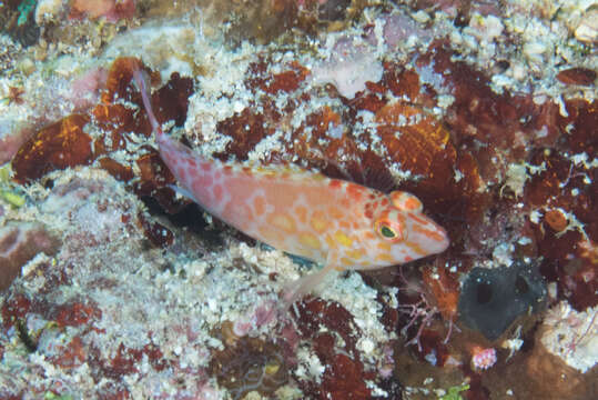 Image of Coral Hawkfish