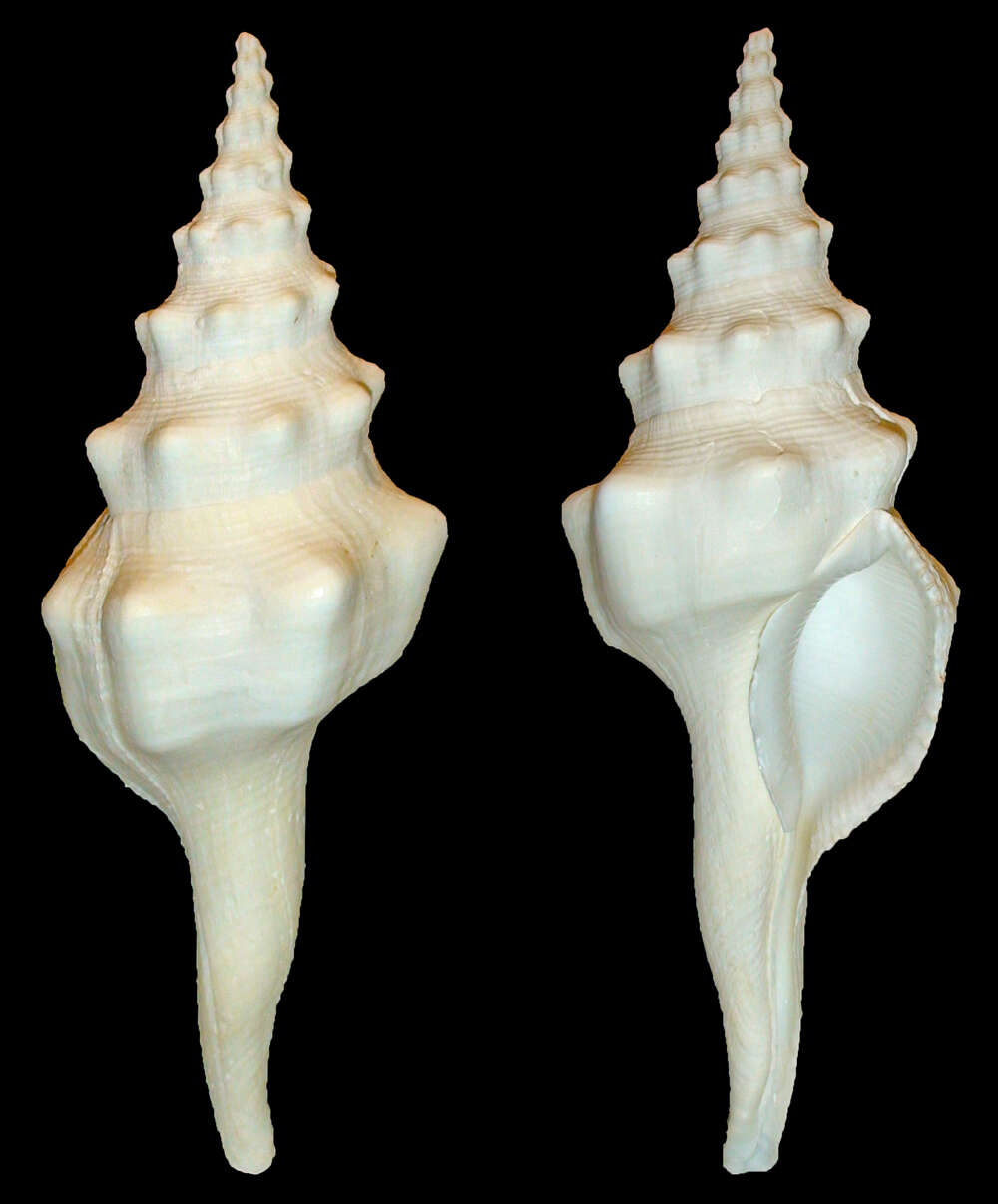 Image of Cyrtulus undatus (Gmelin 1791)